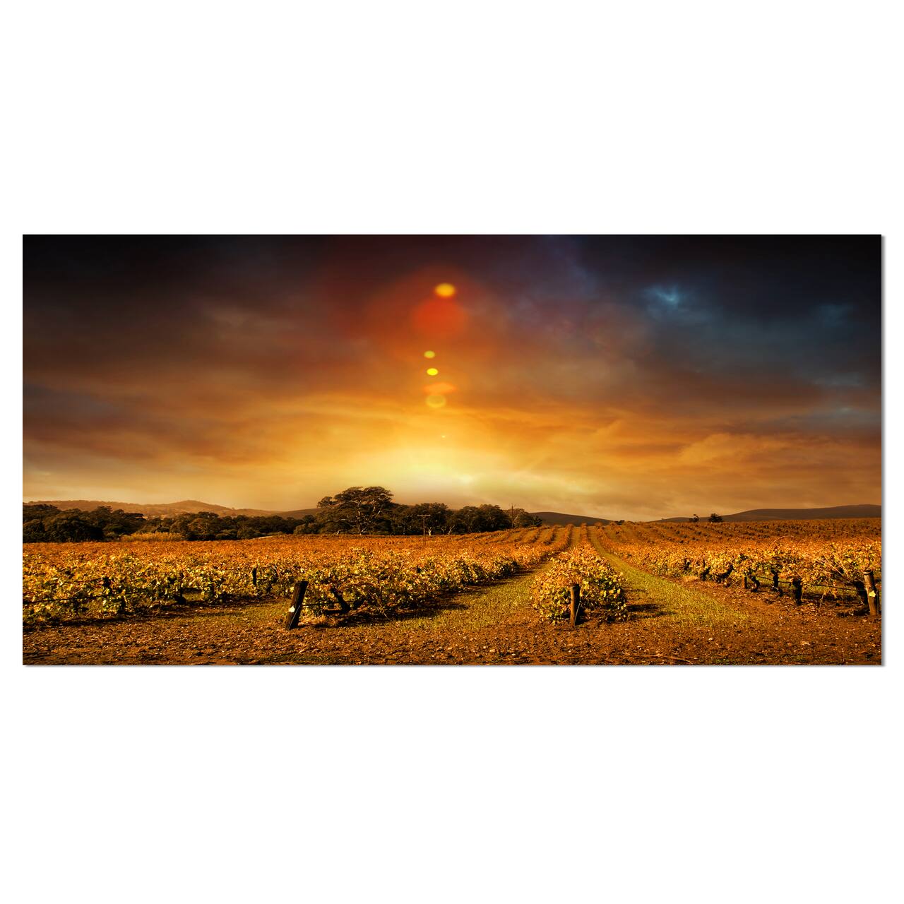 Designart - Yellow Autumn Vineyard Sunset - Landscape Artwork Canvas